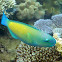 Bullethead Parrotfish