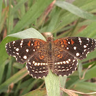 Mariposa Lunita Tejana (Texan crescent spot butterfly)