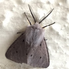 Muslin moth (male)