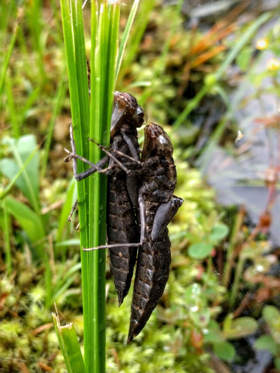 Dragonfly Nymph Molt