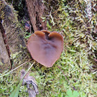 Wood Ear Mushroom