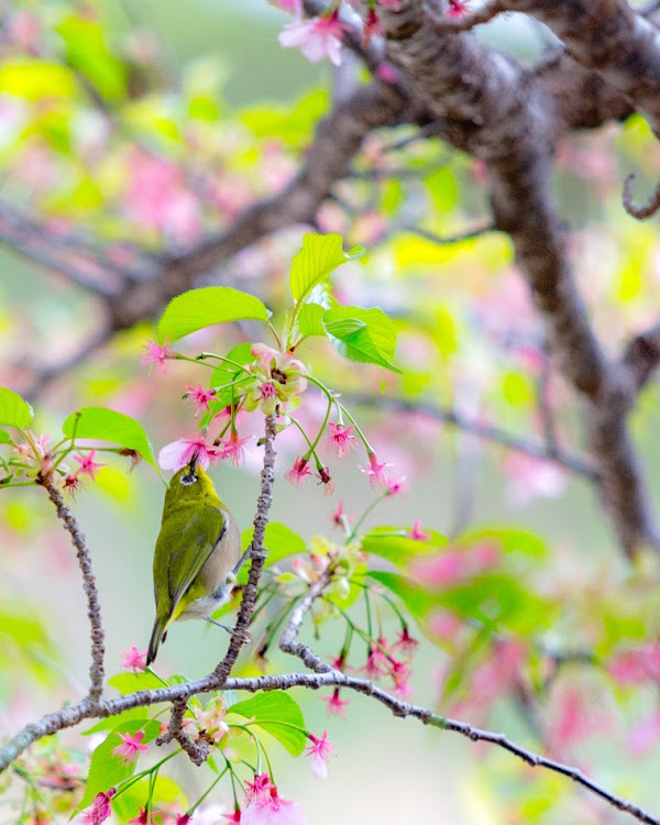 ハリアーの愛車でおでかけ・河津桜・伊豆・春一番に関するカスタム事例の投稿画像5枚目