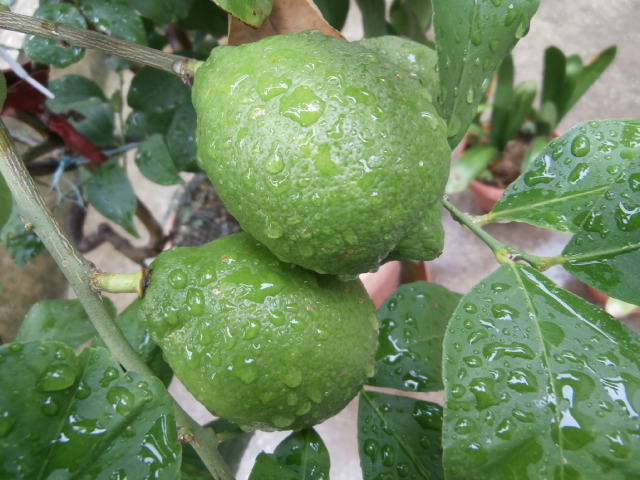 DUE  LIMONI FRESCHI di Santapaula