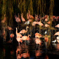 Flamants Roses di 