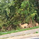 White-tailed Deer