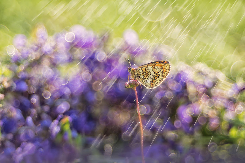 Rain colors di Donatella Maritan