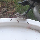 Leaf-footed bug