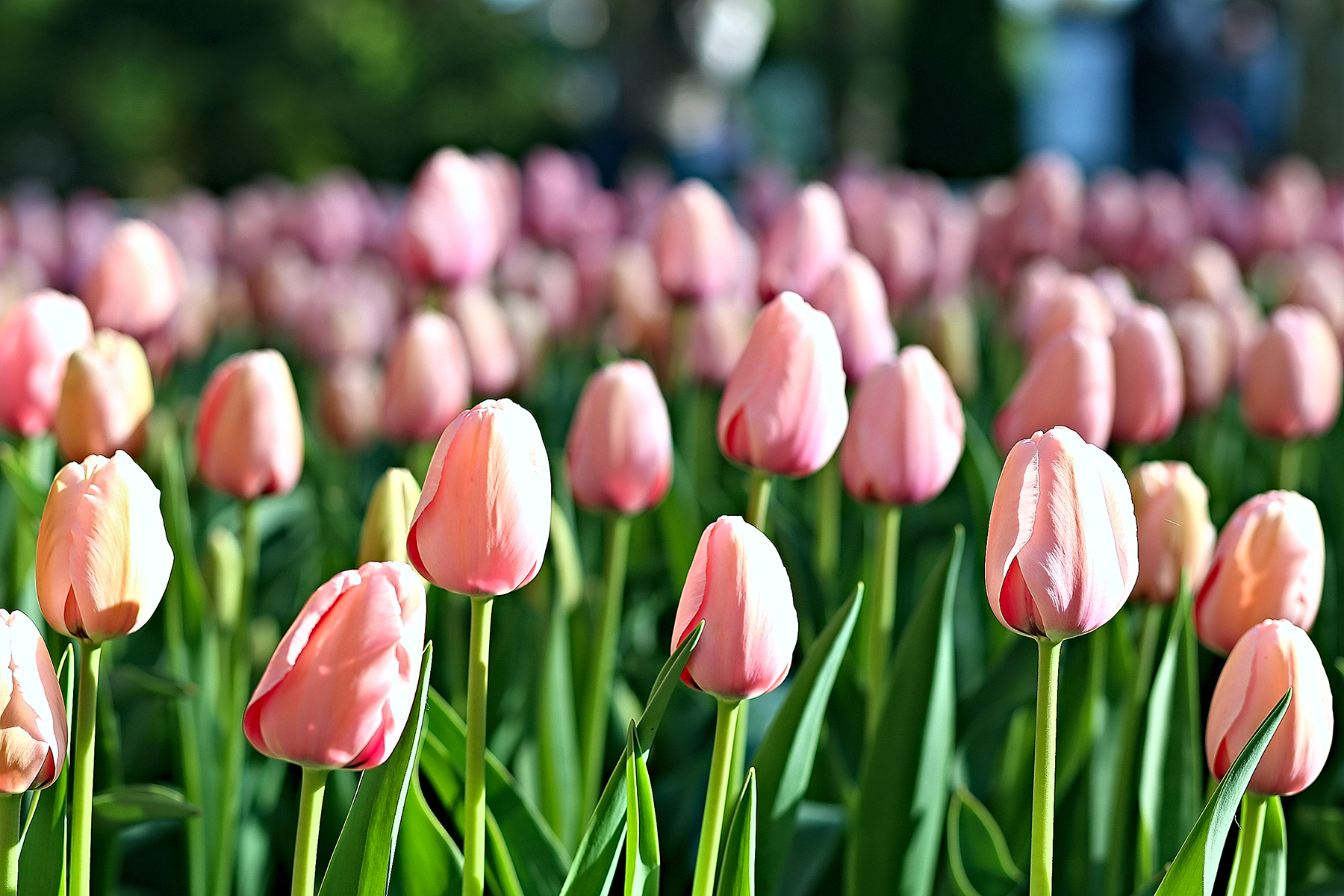 tulipani rosa di SALVATORE PETRENGA