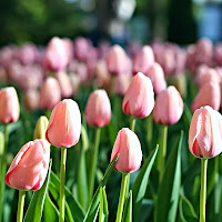 tulipani rosa di 