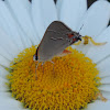 Gray Hairstreak