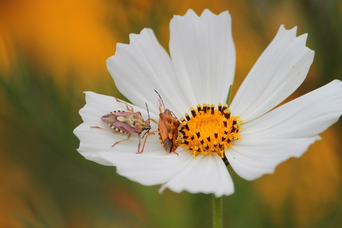 Shield bug