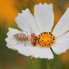 Shield bug