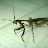 Mantis religiosa