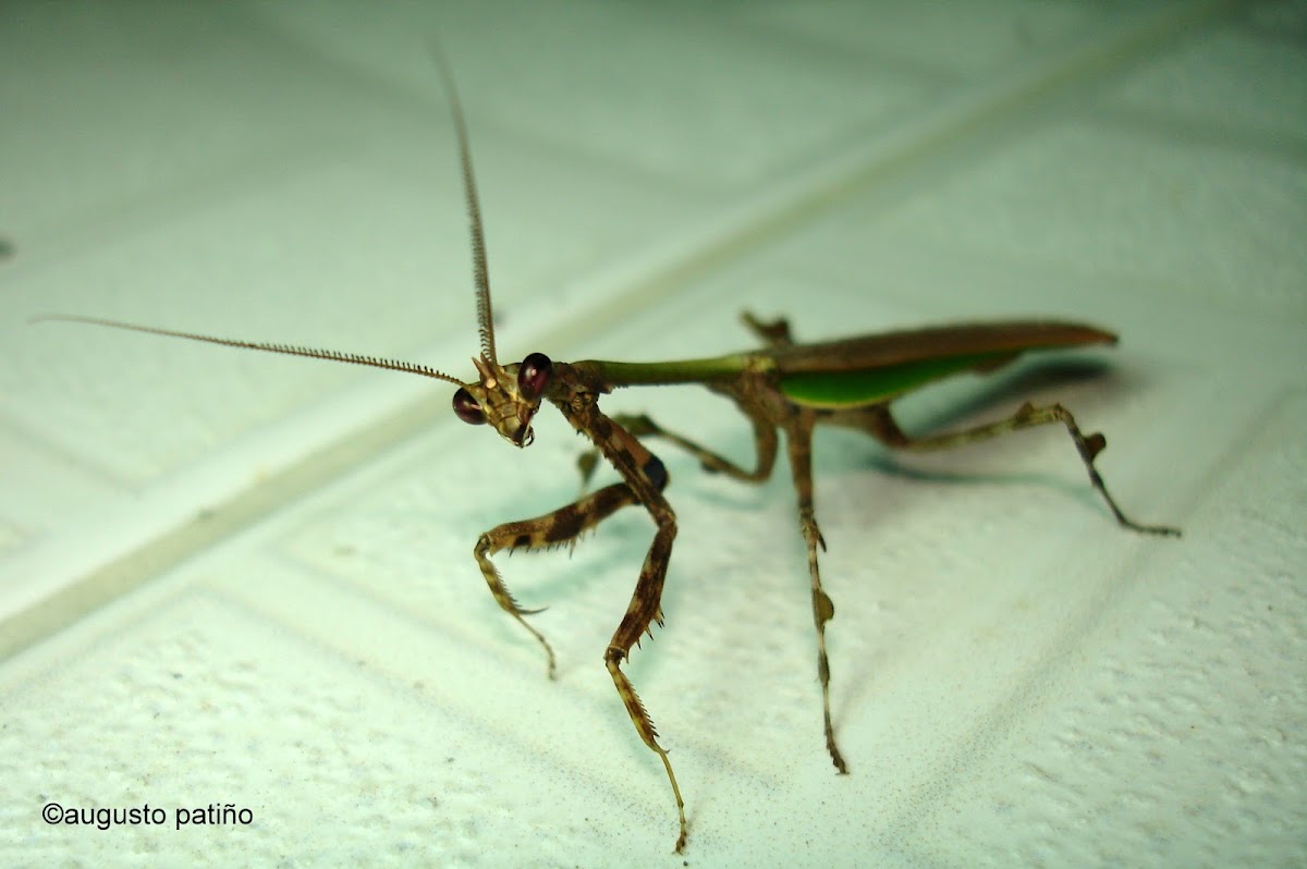 Mantis religiosa