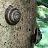 Tree Snail