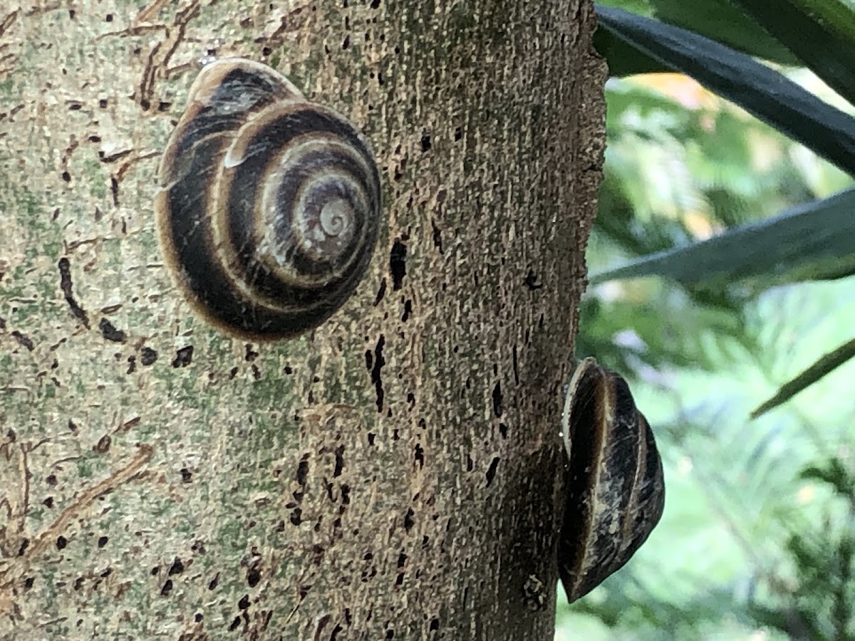 Tree Snail