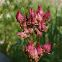 Leatherleaf Saxifrage