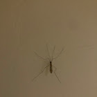 Crane flies