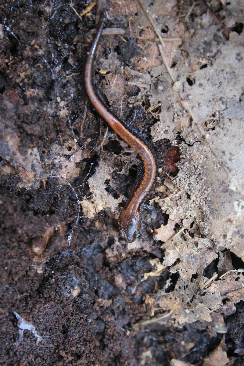 Red-backed salamander (red-stripe phase)