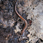 Red-backed salamander (red-stripe phase)