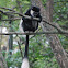 Eastern Black and White Colobus (Mantled Guereza)