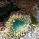 Giant Green Anemone