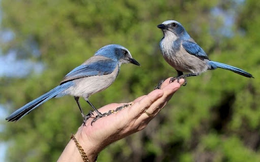 The California Scrub-Jay An Intelligent Corvid screenshot 1