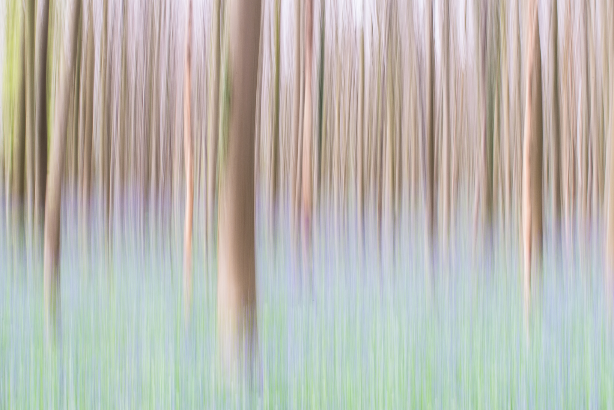 ICM nella foresta di Hallerbos di marco_croci