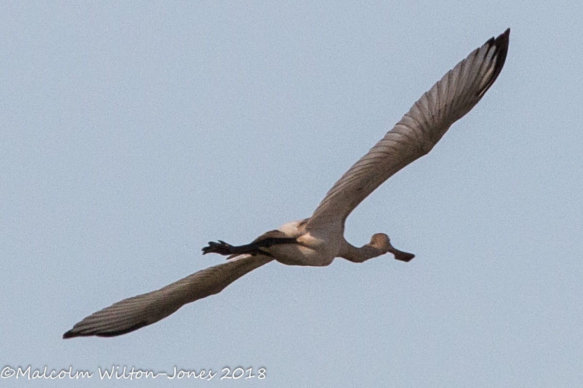 Spoonbill