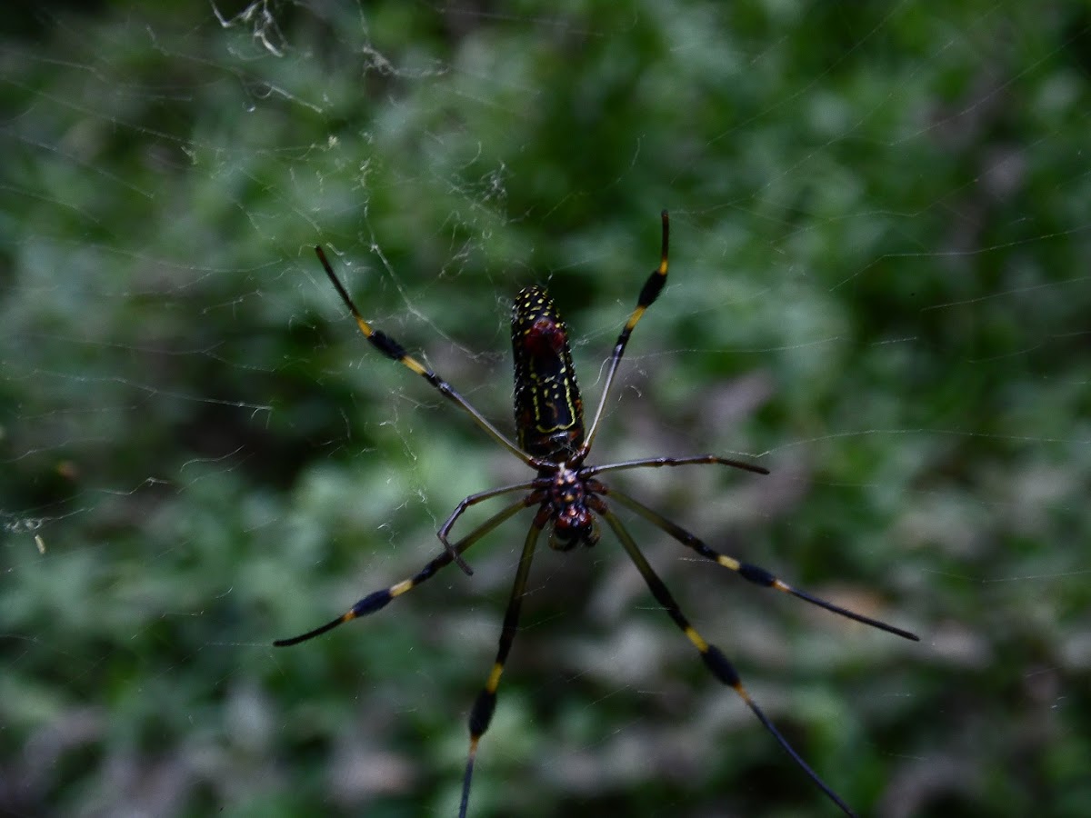 Araña hilos de oro