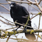 Carrion Crow