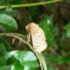 Crowned Slug Moth