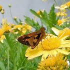 Orange Palm Dart Butterfly