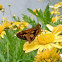 Orange Palm Dart Butterfly