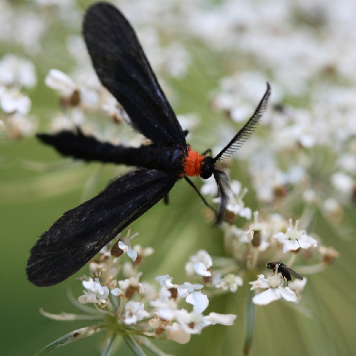 Grape Leaf Skeletonizer moth