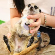 Meerkat75 Café - 75度獴