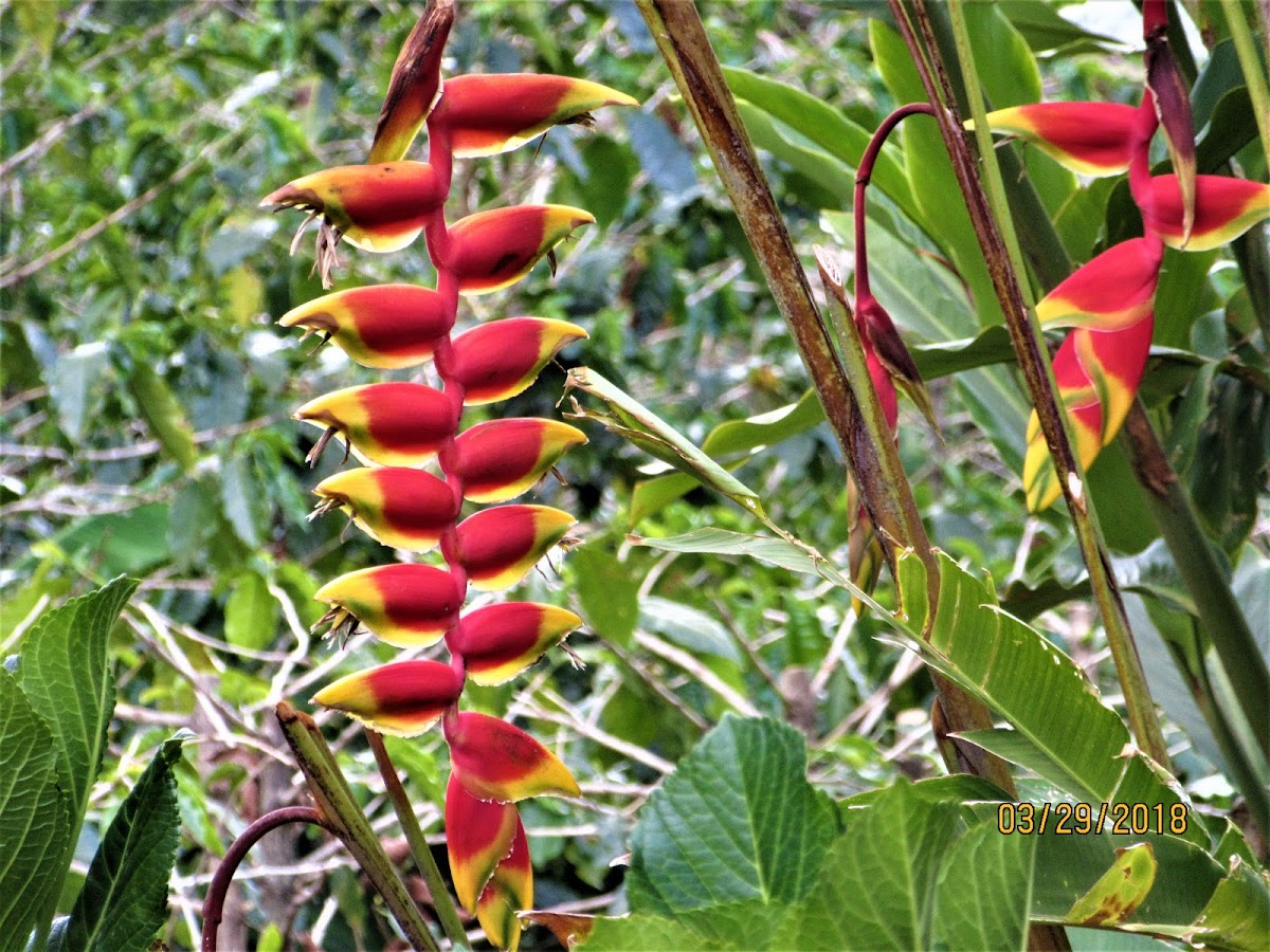 False bird of paradise