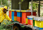 Beekeeper and owner Domagoj Balja inspects the hives in 