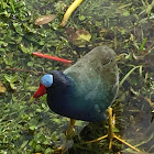 Purple gallinule