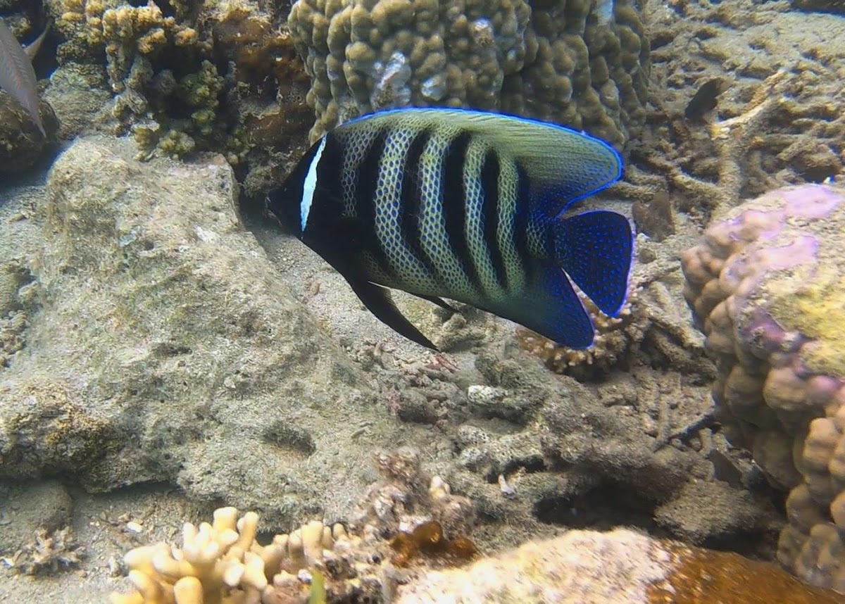 Six-banded Angelfish