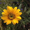 Ox-eye false sunflower