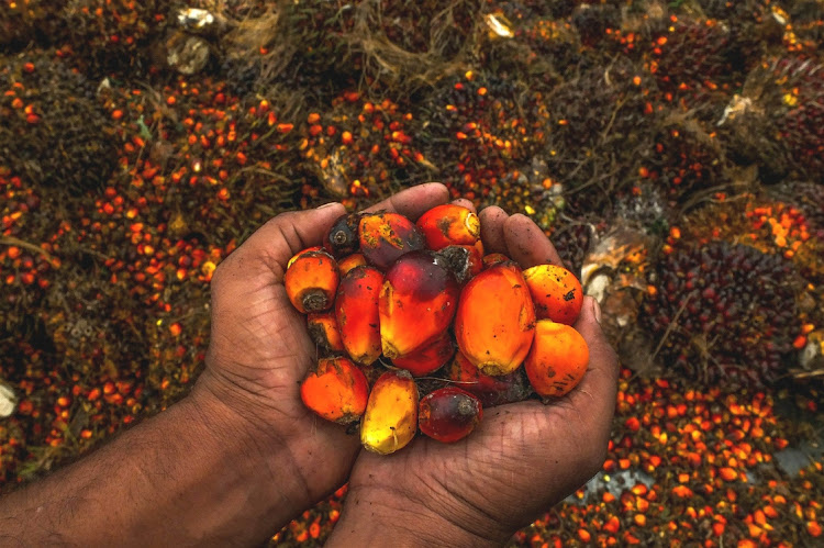 Palm oil production is continuing in Malaysia. Picture: SUPPLIED