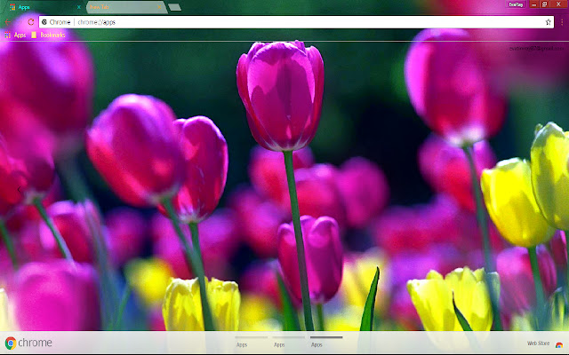 Flower Purple Flower Spring chrome extension