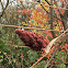 Staghorn Sumac