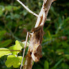 Short-horned chameleon