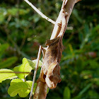 Short-horned chameleon