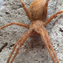 Nursery web spider