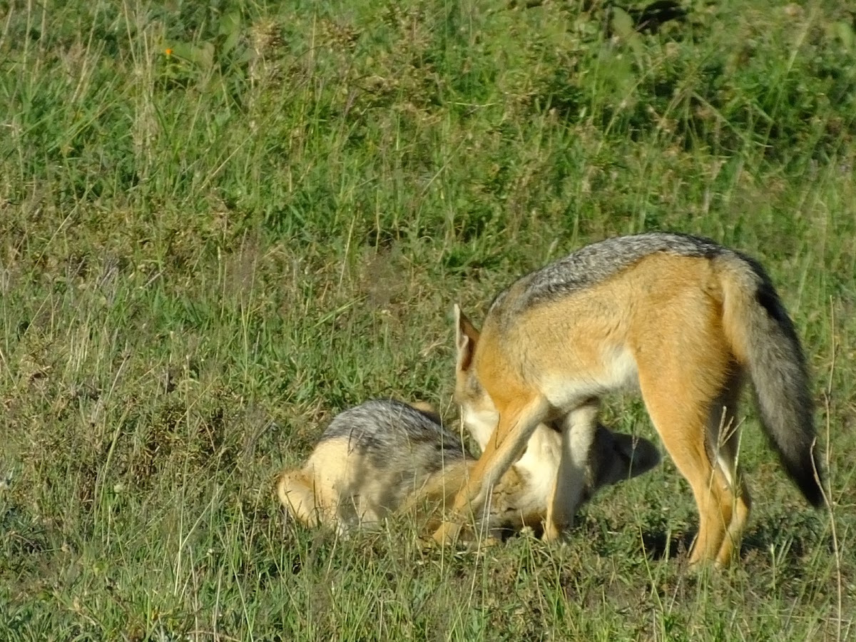 Black backed jackel