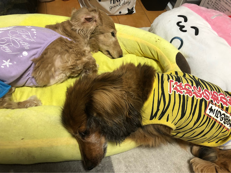 ちーちゃん♡♡さんが投稿したココちゃんとのお別れ・ココちゃん♡今までありがとう・ココちゃんは、幸せだったかなー・ココちゃんに会いたいなー・火葬車に関するカスタム事例の投稿画像2枚目