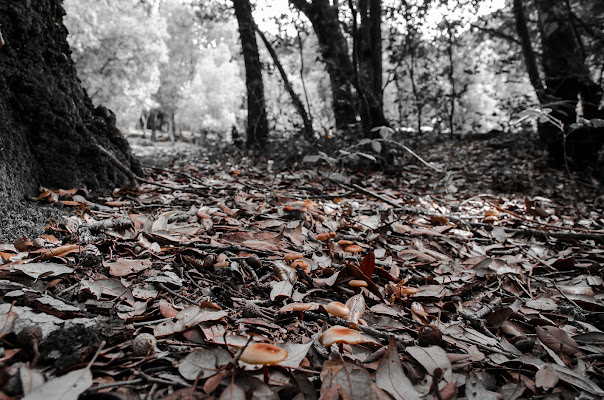 Autunno di stefytina